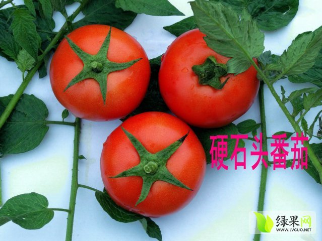 山西西紅柿最新價格，市場走勢與種植戶收益深度解析