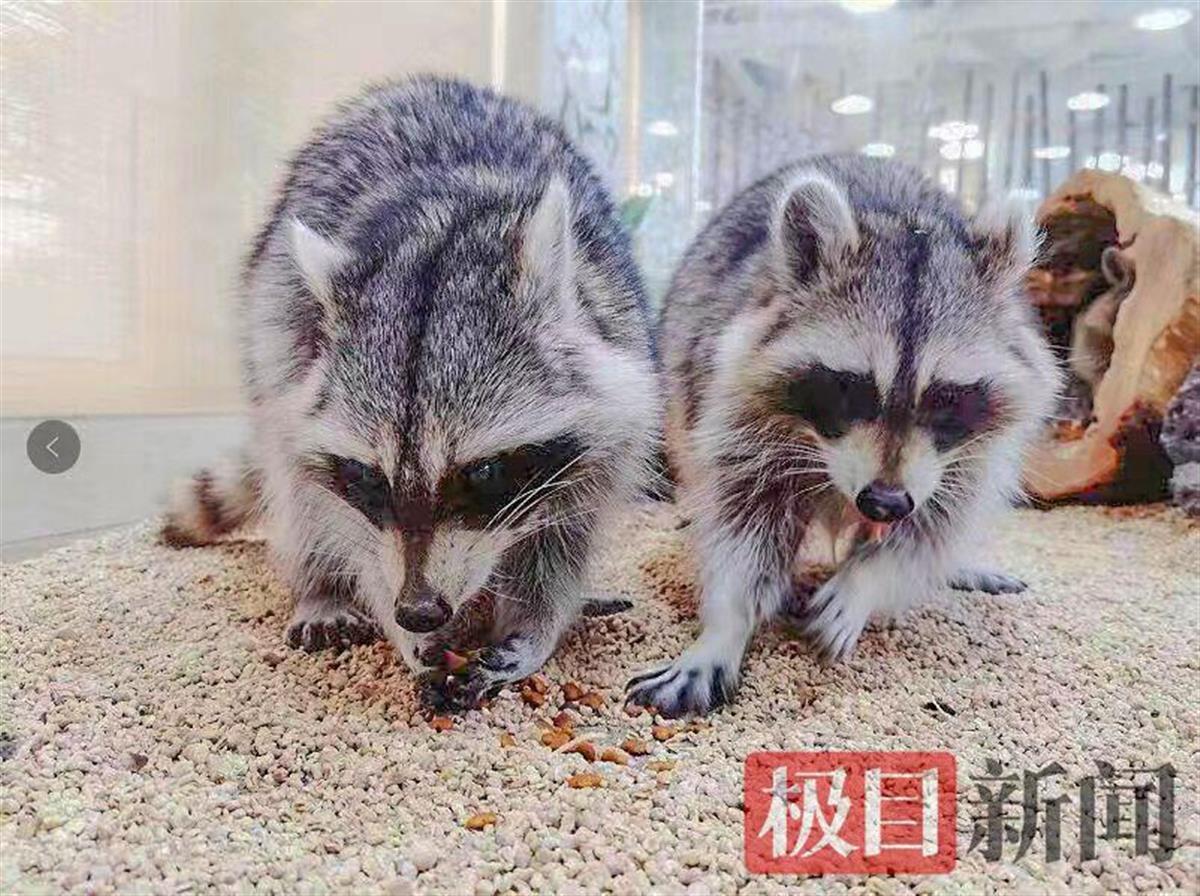 武漢四胞胎萌寶成長足跡最新視頻公開!