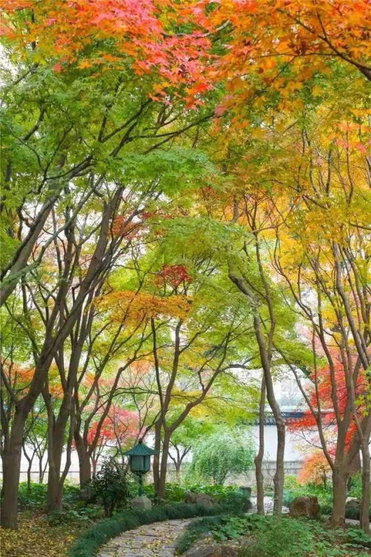 秋季盛景中的絢爛篇章，楓葉紅最新消息揭秘