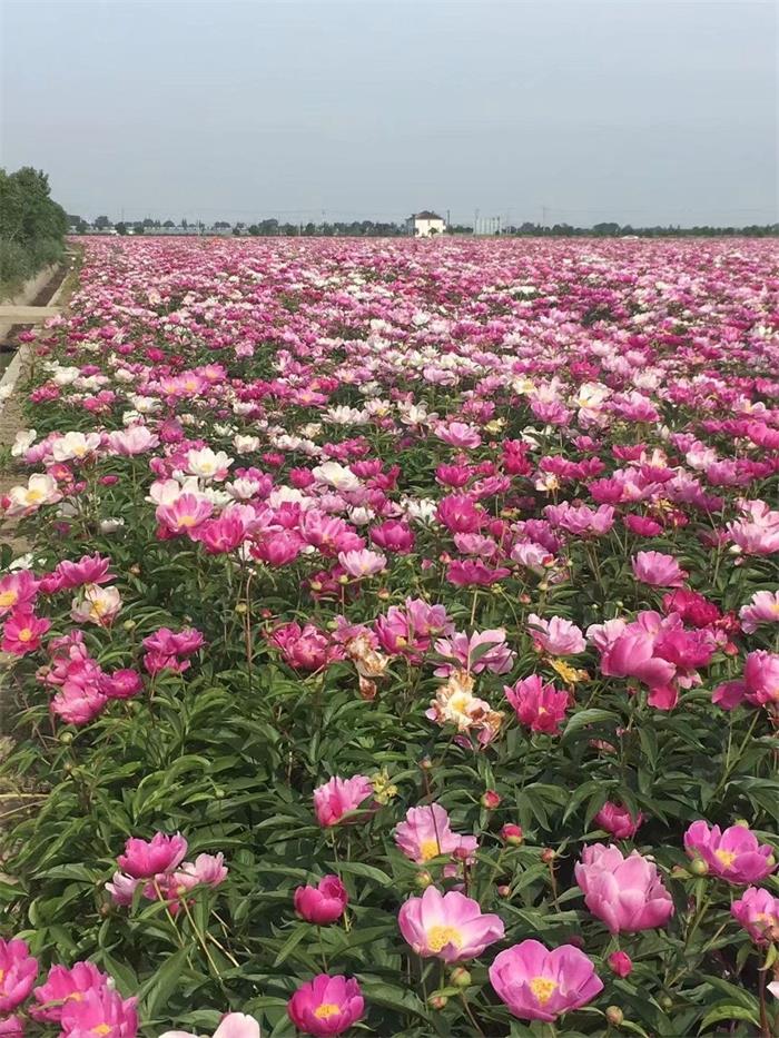 小巷深處的芍藥寶藏與價格揭秘