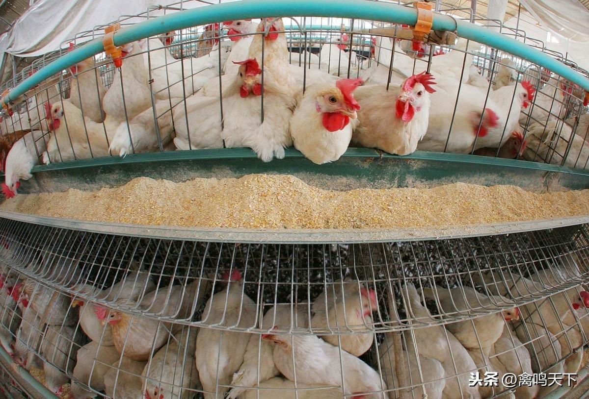探秘小巷美味秘境，817肉雞價格與特色小店風(fēng)情揭秘