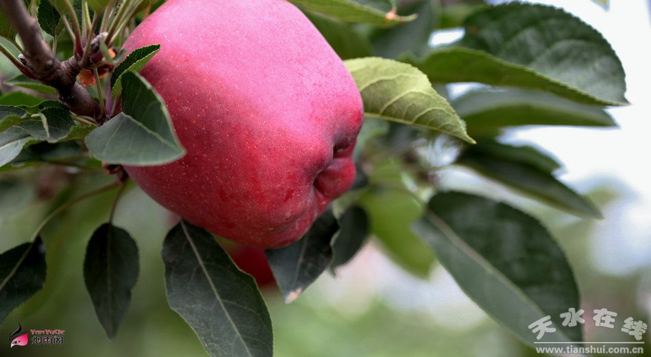 花牛蘋果成熟時(shí)間與友誼的甜美果實(shí)