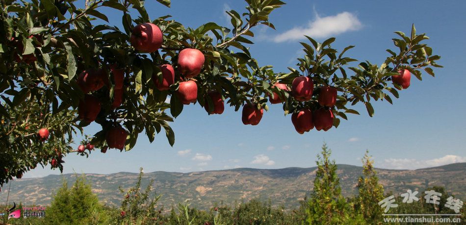 花牛蘋果成熟時(shí)間與友誼的甜美果實(shí)