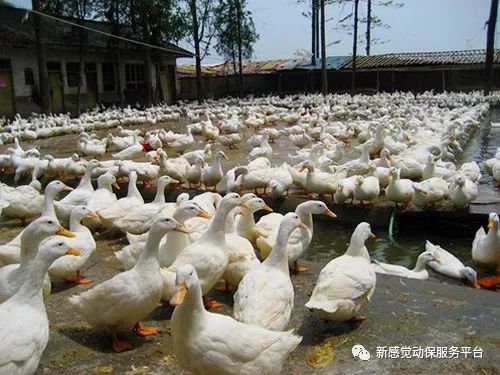關于蛋鴨行情的預測，2025年4月的趨勢分析