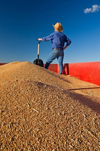 山東小麥價格動態(tài)揭秘,巷弄深處的麥香秘語