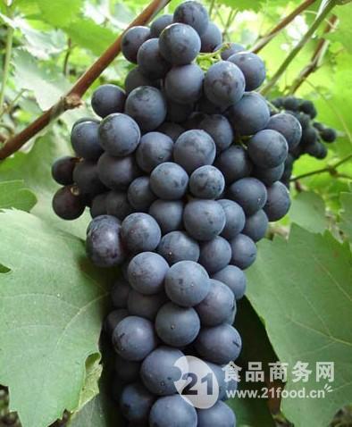 今日葡萄行情，葡萄的成長之旅與勵志人生啟示