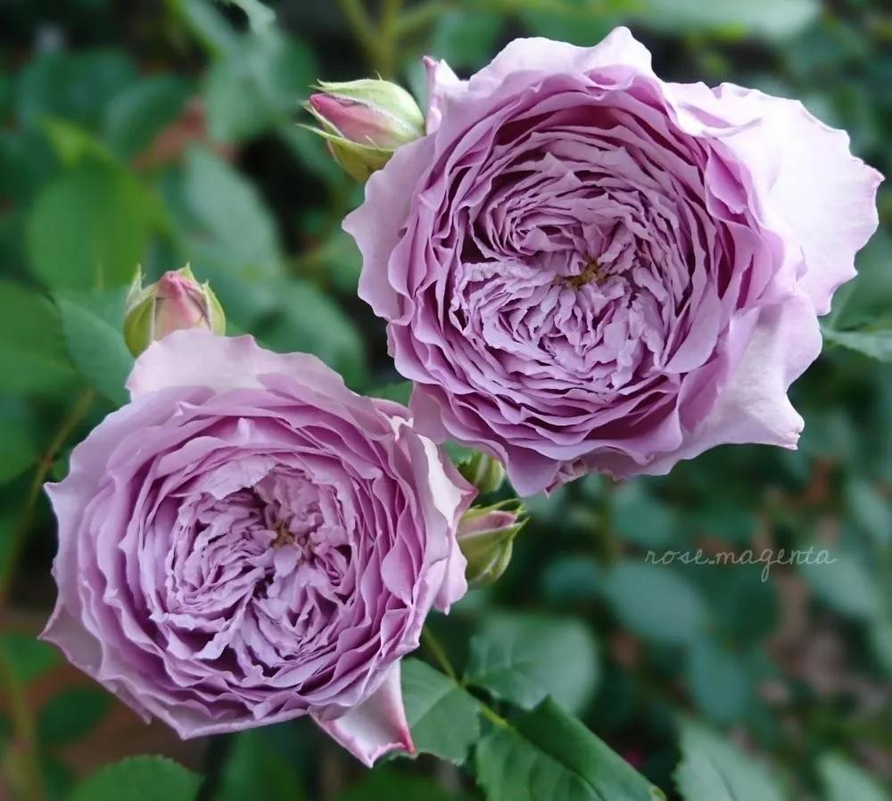 超級(jí)還的崛起與影響力,最新背景、事件及時(shí)代地位分析