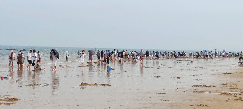 日照趕海最新詳細步驟指南,探索趕海新體驗!