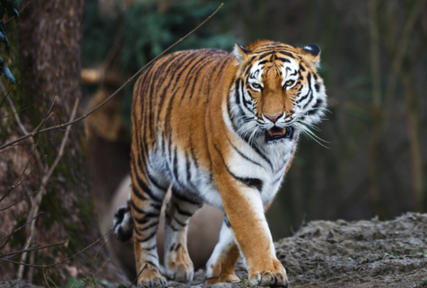 金虎最新觀(guān)點(diǎn)分析與闡述